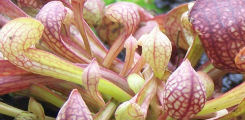 Sarracenia