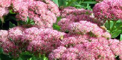 Il Sedum