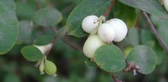 I symphoricarpos