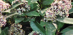 Skimmia