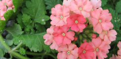 Fiori sul terrazzo