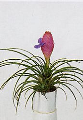 Tillandsia