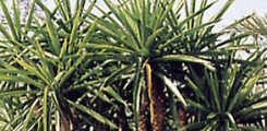 La Yucca