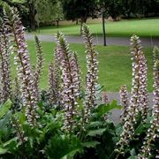 Acanthus mollis