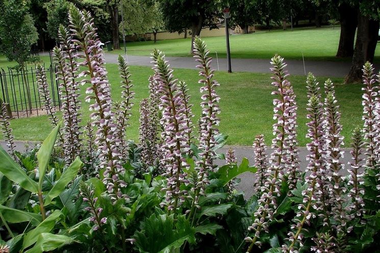 Acanthus mollis