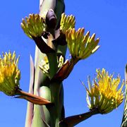 agave