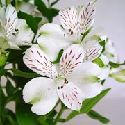 Alstroemeria