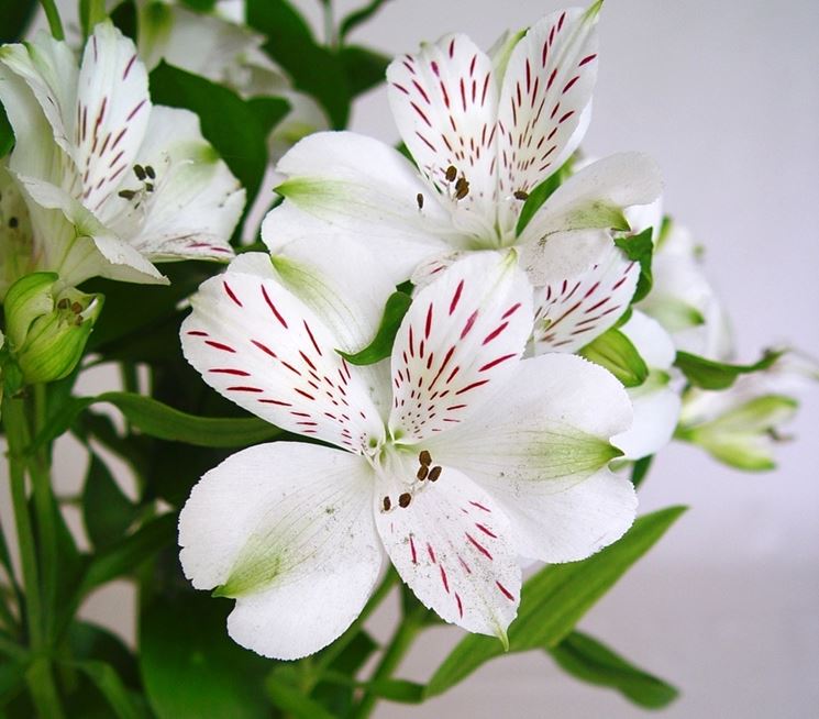 Alstroemeria