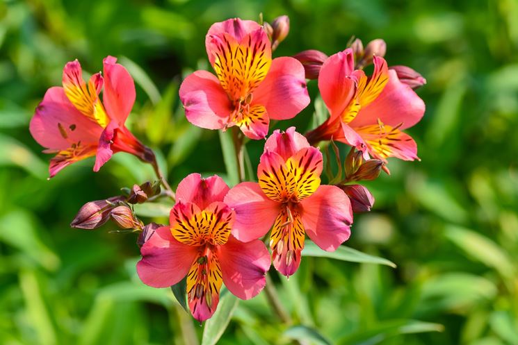 fiore Alstromeria