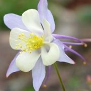 aquilegia