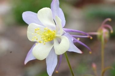 aquilegia