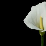 calla