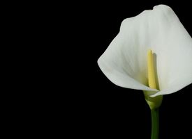 Calla 