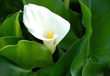 variet calla