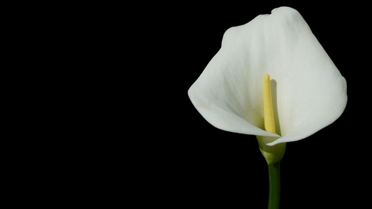 calla