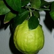 cedro