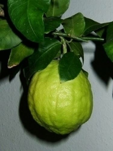 cedro