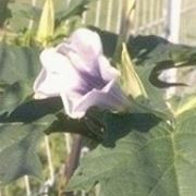 datura