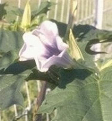 datura