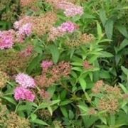 spirea