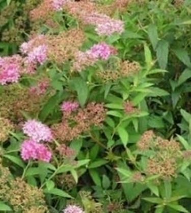 spirea