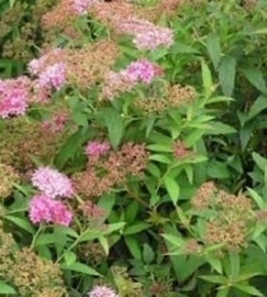 spirea