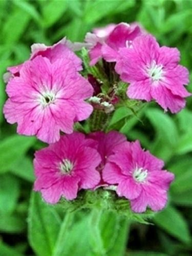 lychnis flos