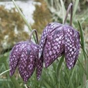 fritillaria