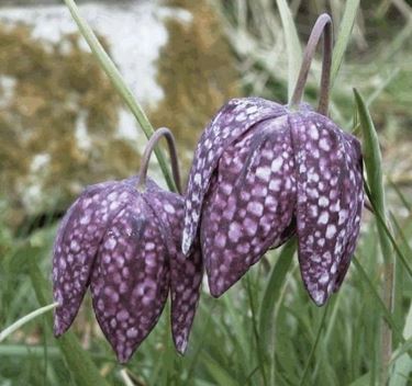 fritillaria