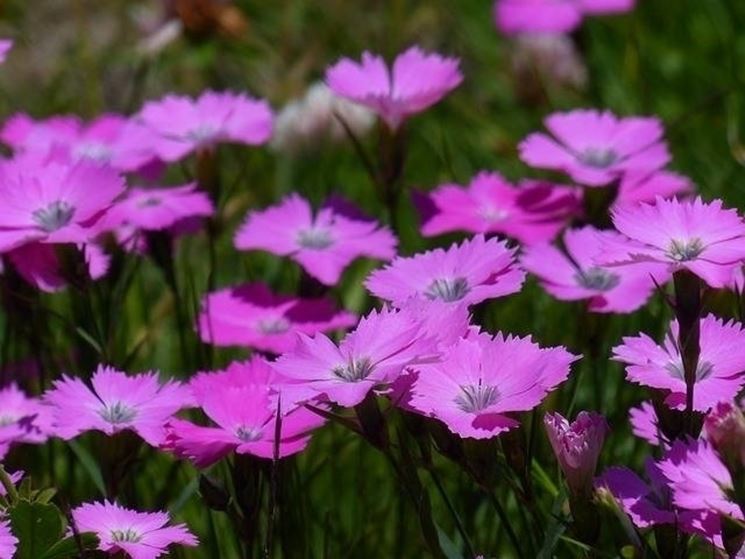 Dianthus plumarius