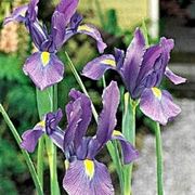 iris