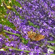 lavanda