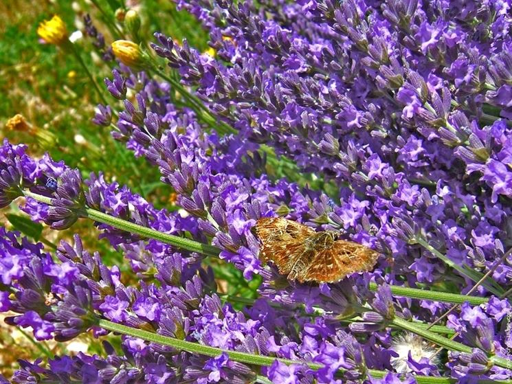 lavanda