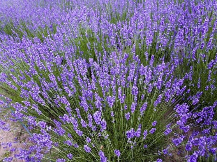 lavanda