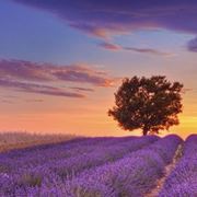 lavanda significato