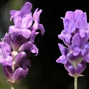 significato lavanda