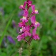 linaria