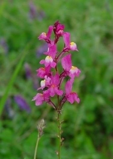 linaria