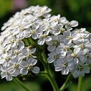 achillea atrata