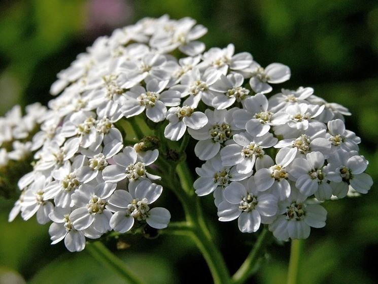 achillea atrata