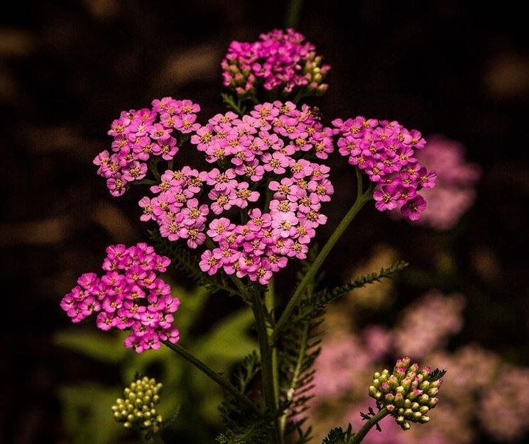 Achillea rosa