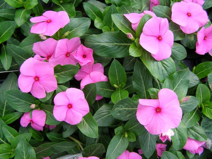 fiori pervinca