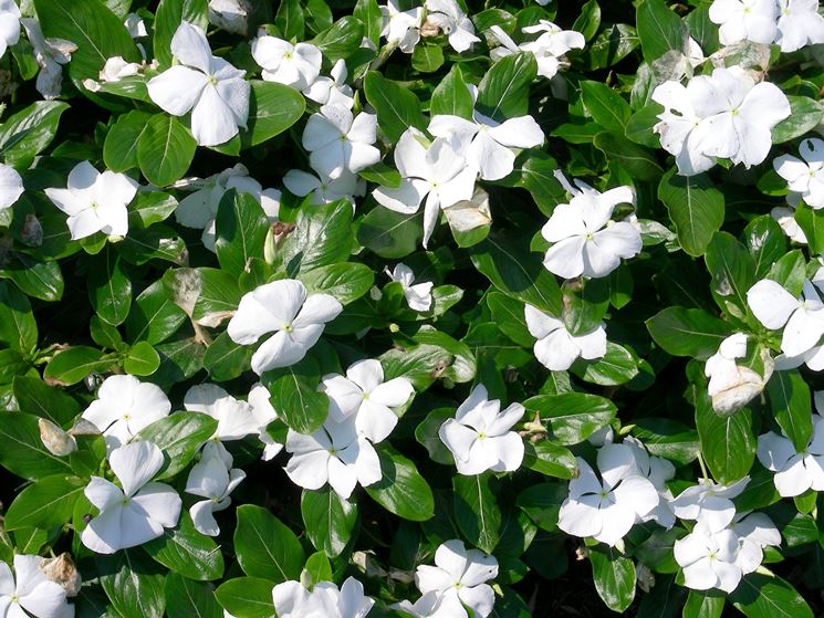 Pervinca 