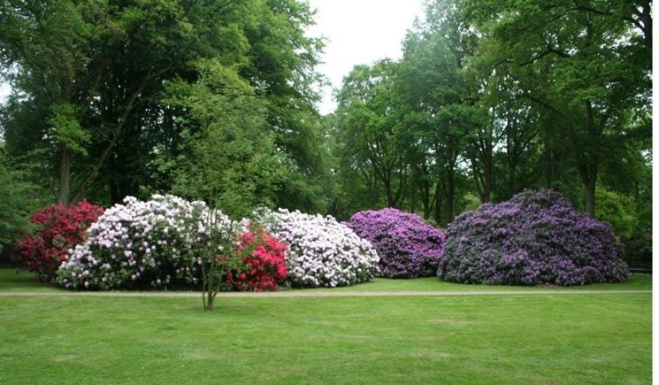 rododendri in fiore