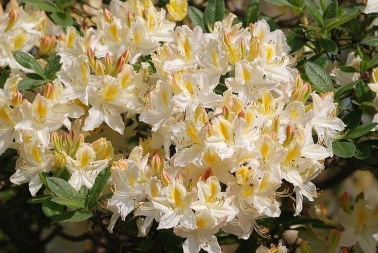 fiori rododendro