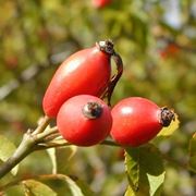 rosa canina