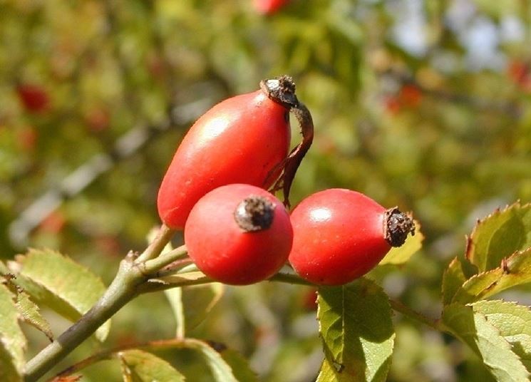 rosa canina