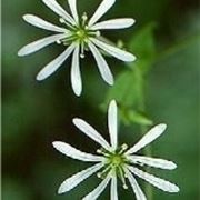 stellaria