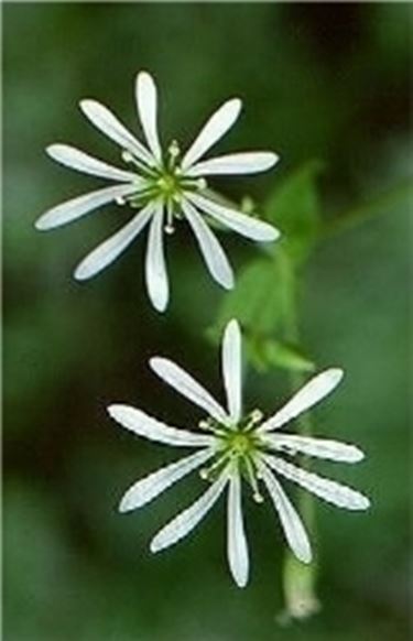 stellaria