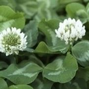 trifolium repens